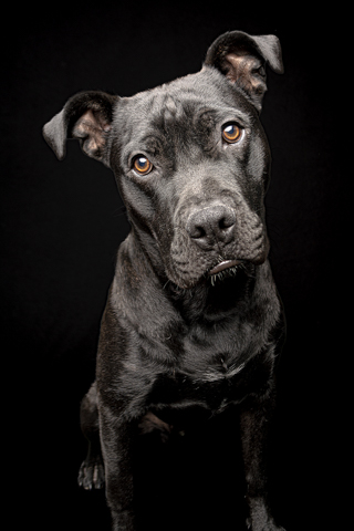 BIZCOCHO RETRATO FONDO NEGRO