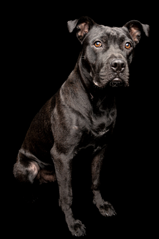 BIZCOCHO RETRATO FONDO NEGRO 1