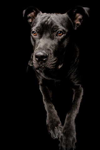 BIZCOCHO RETRATO FONDO NEGRO 2