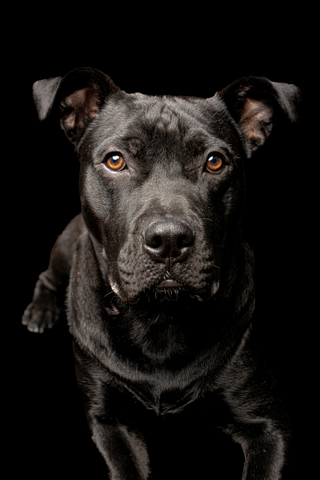 BIZCOCHO RETRATO FONDO NEGRO 3