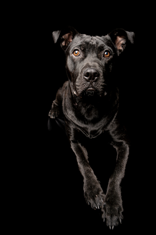 BIZCOCHO RETRATO FONDO NEGRO 4