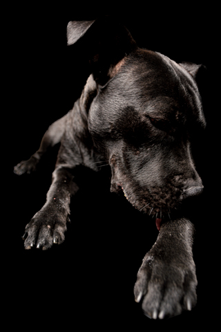 BIZCOCHO RETRATO FONDO NEGRO 5