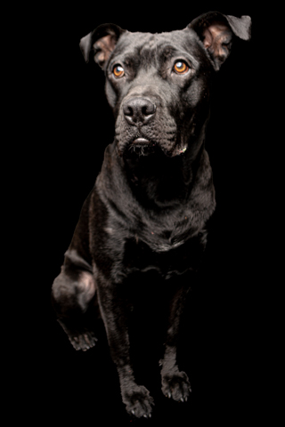 BIZCOCHO RETRATO FONDO NEGRO 6