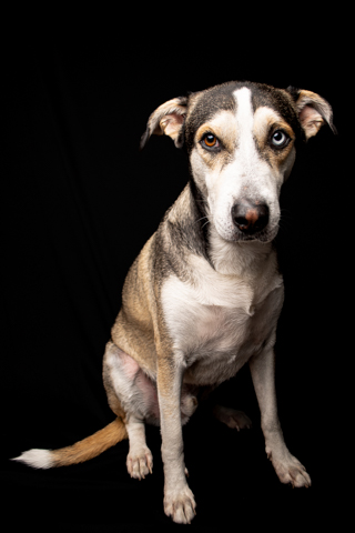 LOKY RETRATO FONDO NEGRO 2