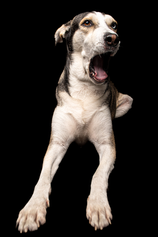 LOKY RETRATO FONDO NEGRO 7