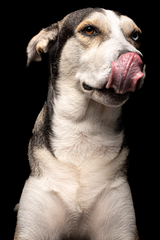 LOKY RETRATO FONDO NEGRO 6