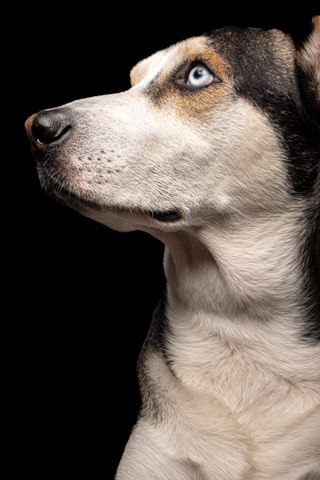 LOKY RETRATO FONDO NEGRO 8