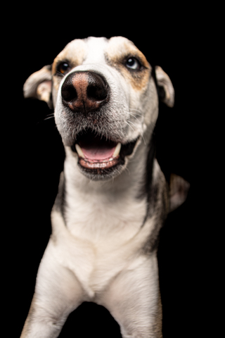LOKY RETRATO FONDO NEGRO 5
