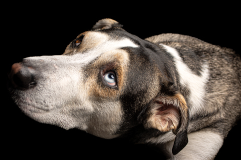 LOKY FONDO NEGRO RETRATO