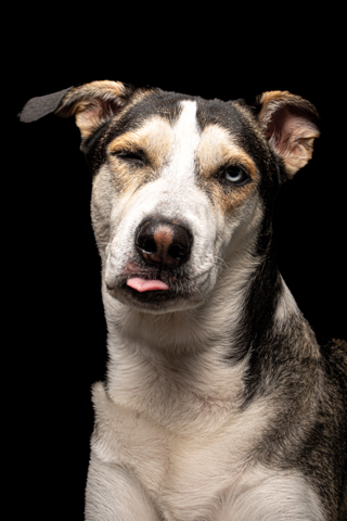LOKY RETRATO FONDO NEGRO 3