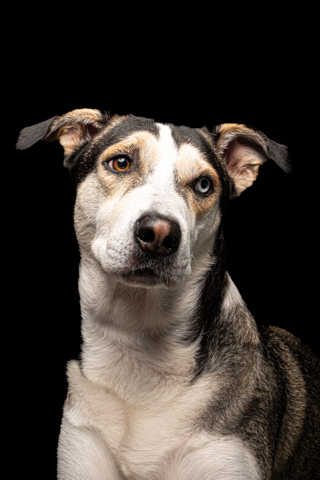 LOKY RETRATO FONDO NEGRO 4