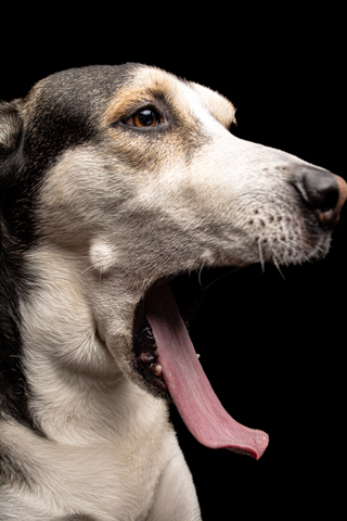 LOKY RETRATO FONDO NEGRO