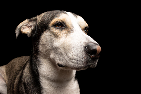 LOKY FONDO NEGRO RETRATO 1
