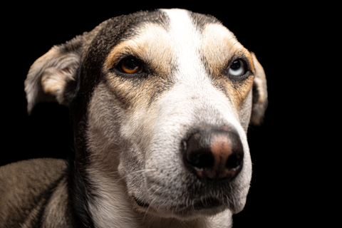 LOKY FONDO NEGRO RETRATO 2