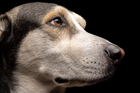 LOKY FONDO NEGRO RETRATO 3