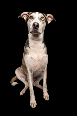 LOKY RETRATO FONDO NEGRO 1