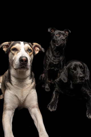 NEGRO Y LOKY -BIZCOCHO FONDO NEGRO