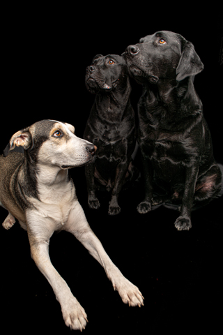 NEGRO Y LOKY -BIZCOCHO FONDO NEGRO2