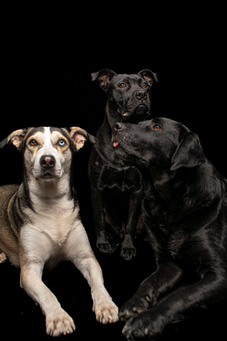 NEGRO Y LOKY -BIZCOCHO FONDO NEGRO1