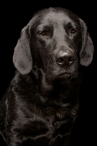 NEGRO RETRATO FONDO NEGRO 2