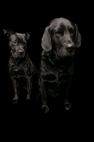 NEGRO Y BIZCOCHO FONDO NEGRO