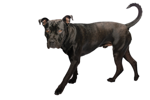 BIZCOCHO RETRATO FONDO BLANCO