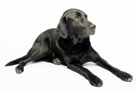 NEGRO RETRATO FONDO BLANCO