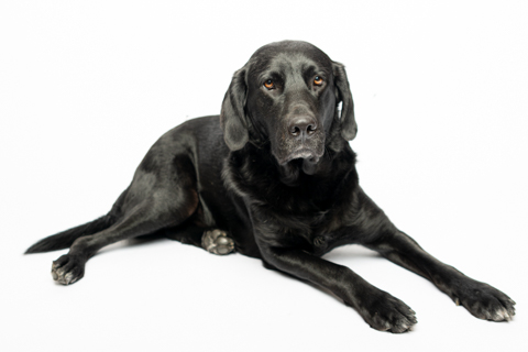 NEGRO RETRATO FONDO BLANCO 1