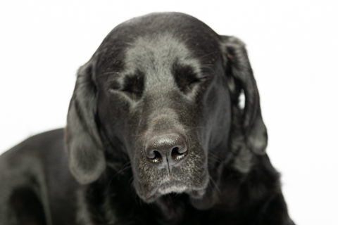 NEGRO RETRATO FONDO BLANCO 2