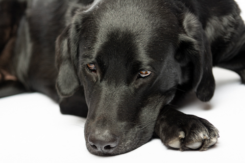 NEGRO RETRATO FONDO BLANCO 3