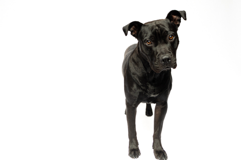 BIZCOCHO RETRATO FONDO BLANCO 1