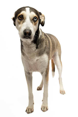 LOKY RETRATO FONDO BLANCO