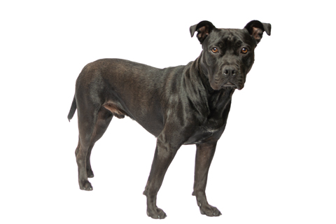 BIZCOCHO RETRATO FONDO BLANCO 3