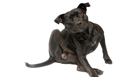 BIZCOCHO RETRATO FONDO BLANCO 4