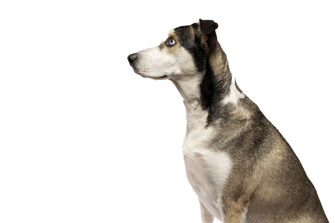 LOKY FONDO BLANCO RETRATO 1