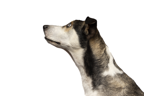 LOKY FONDO BLANCO RETRATO 2