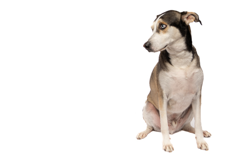 LOKY FONDO BLANCO RETRATO 3