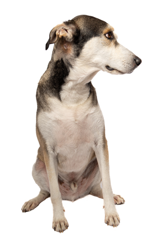 LOKY RETRATO FONDO BLANCO 1