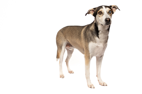 LOKY FONDO BLANCO RETRATO 4