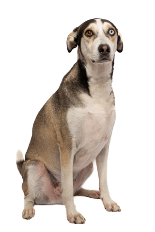 LOKY RETRATO FONDO BLANCO 2