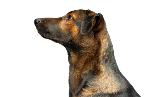 isis perro criollo fondo blanco 2