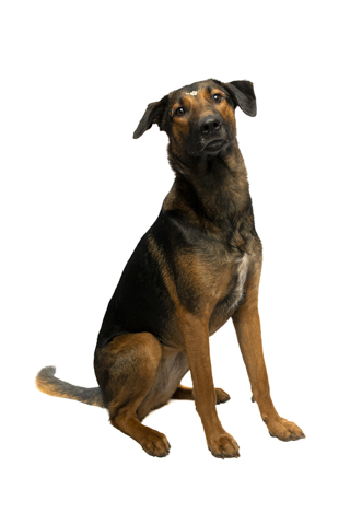 isis perro criollo fondo blanco 3