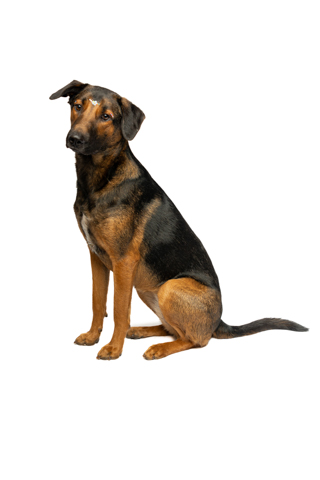 isis perro criollo fondo blanco 5