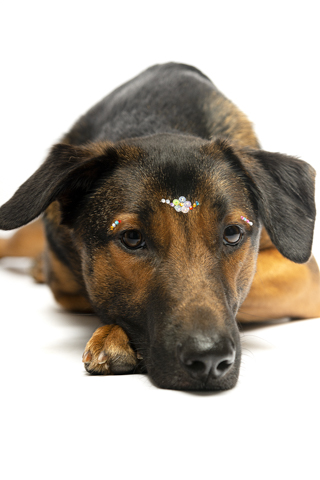 isis perro criollo fondo blanco 6