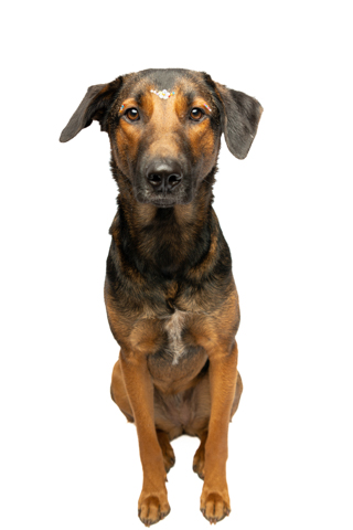 isis perro criollo fondo blanco 7