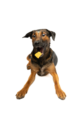 isis perro criollo fondo blanco 8