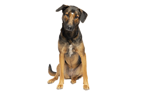 isis perro criollo fondo blanco 1