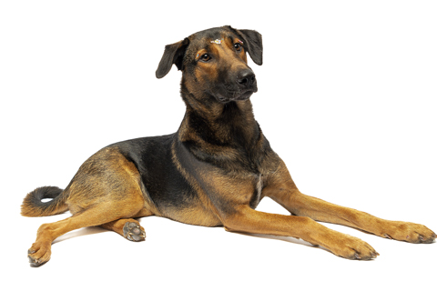 isis perro criollo fondo blanco