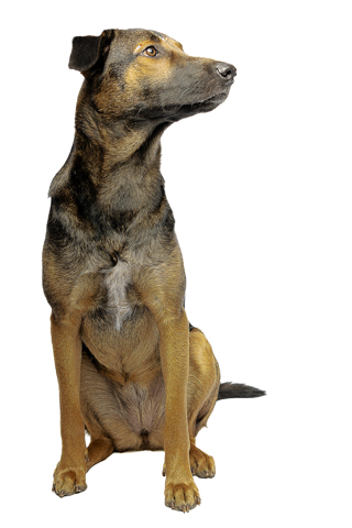 isis perro criollo fondo blanco 9